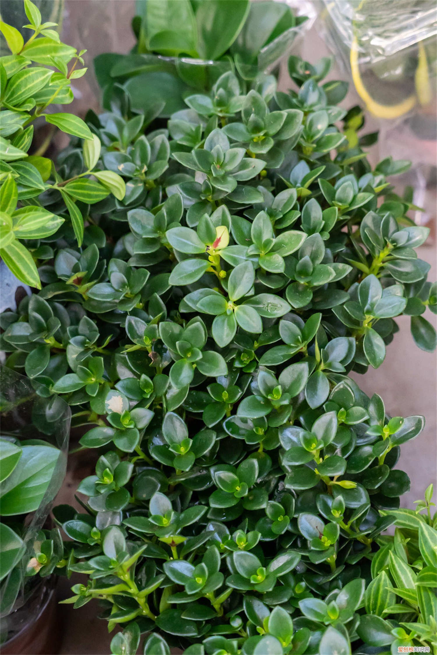 新买的金鱼吊兰怎么养活 新买的金鱼吊兰怎么养