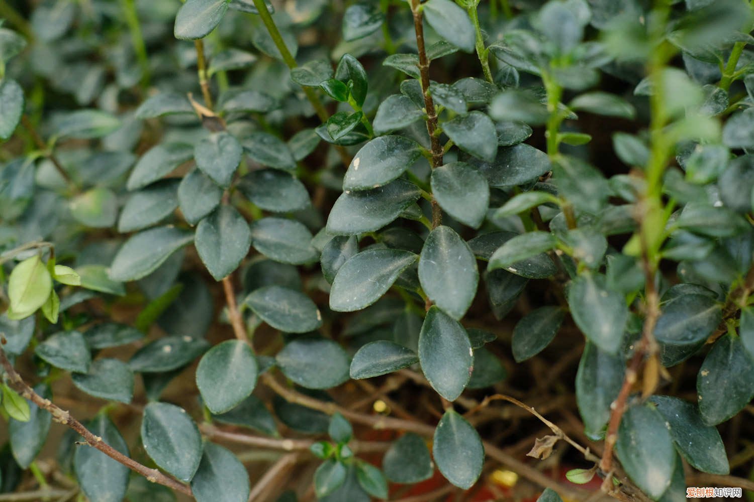 新买的金鱼吊兰怎么养活 新买的金鱼吊兰怎么养