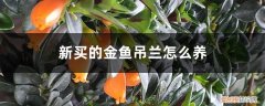 新买的金鱼吊兰怎么养活 新买的金鱼吊兰怎么养