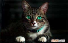 小猫出猫癣了怎么办 小猫有猫癣怎么办