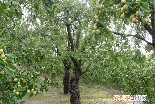 枣树种植时间在什么时候 枣树怎么保花保果