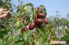 枣树种植时间在什么时候 枣树怎么保花保果