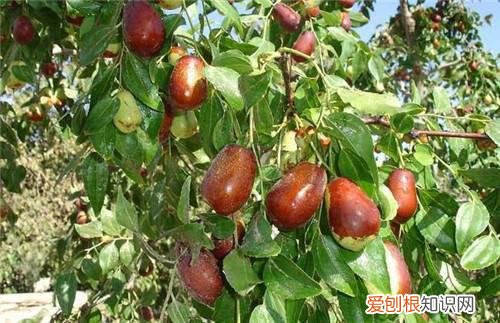 枣树种植时间在什么时候 枣树怎么保花保果