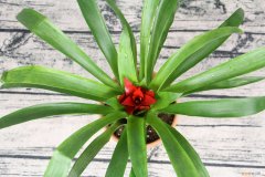 鸿运当头怎么养才能变红 鸿运当头怎么养才红