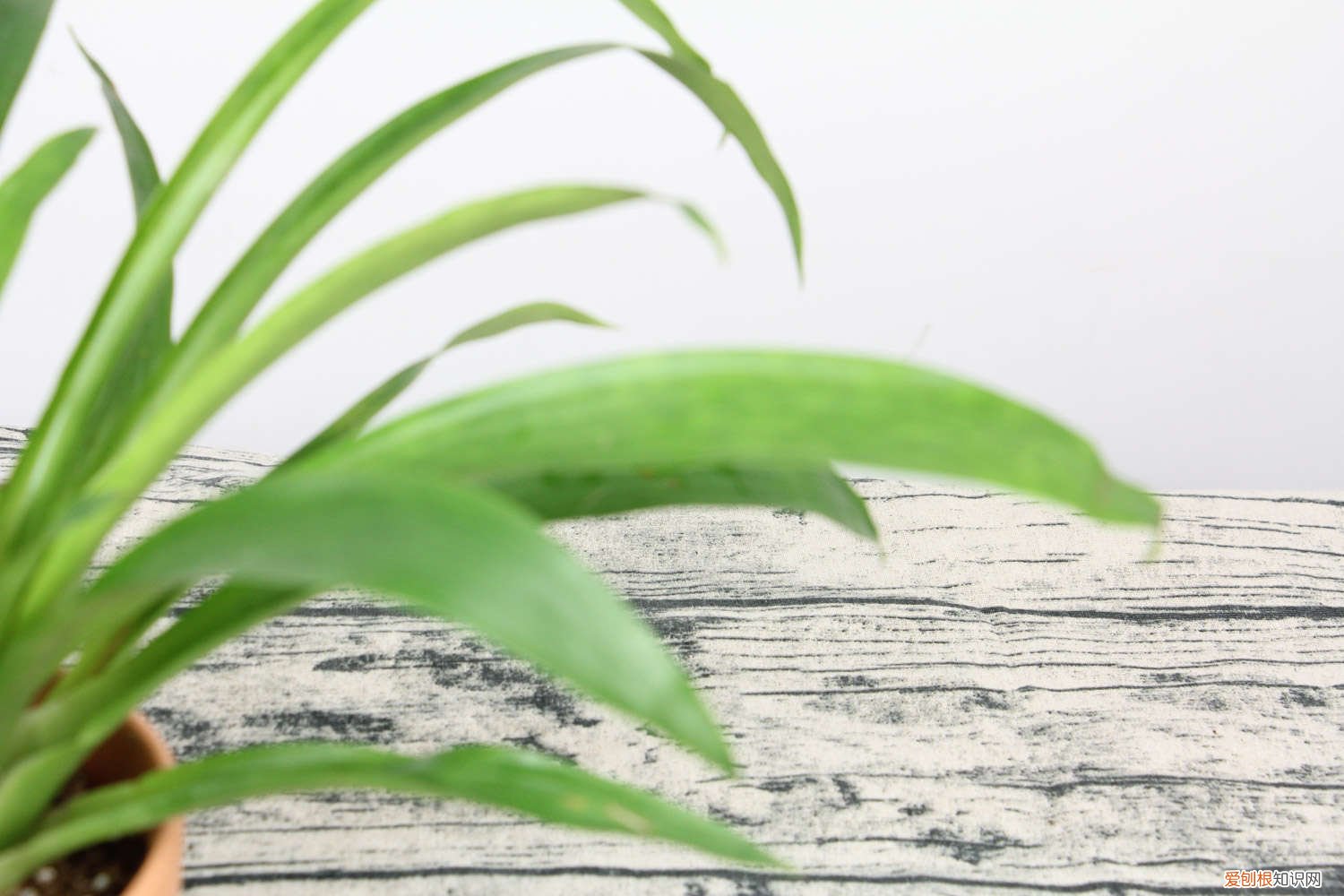 鸿运当头怎么养才能变红 鸿运当头怎么养才红