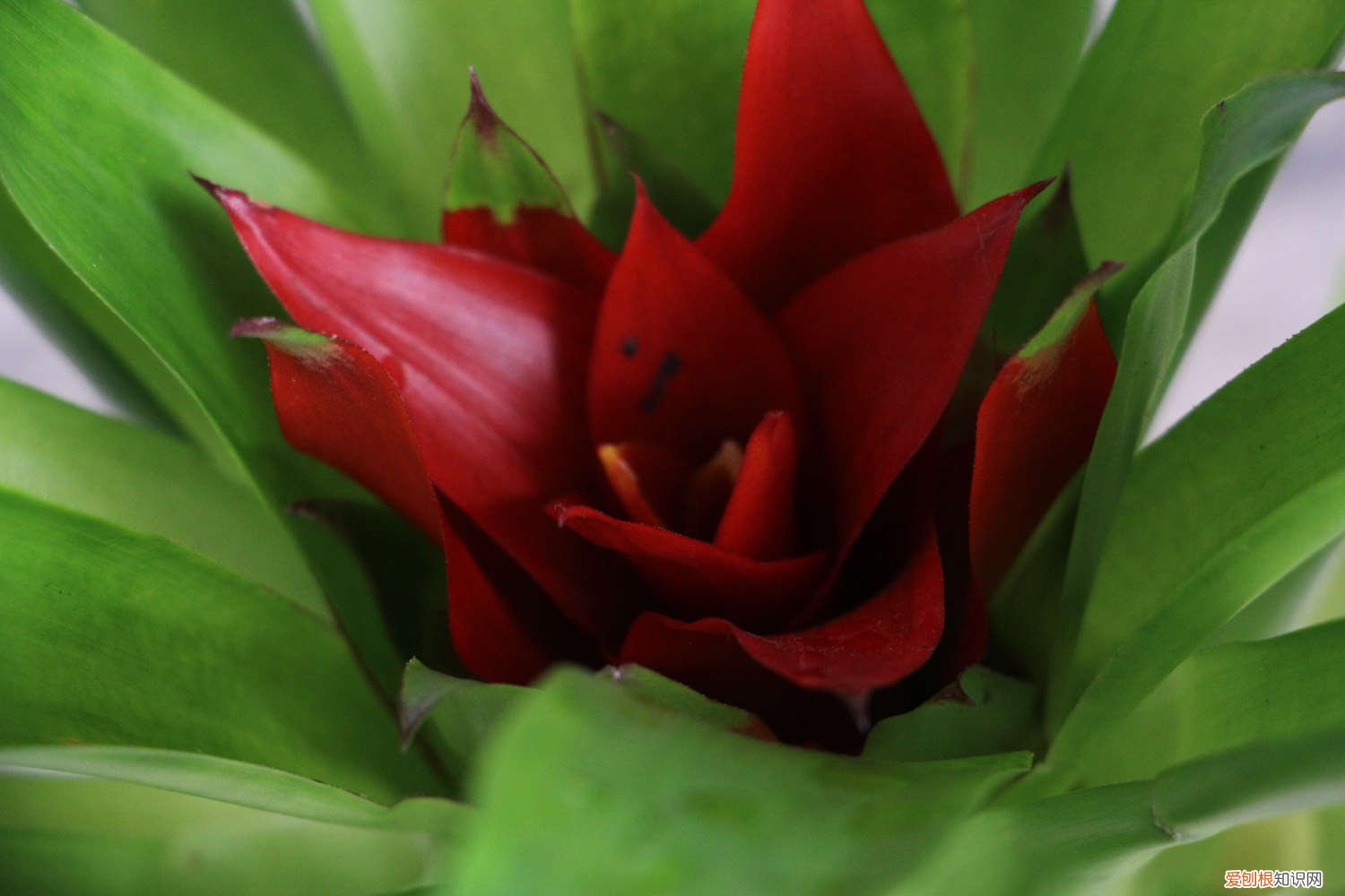 鸿运当头怎么养才能变红 鸿运当头怎么养才红