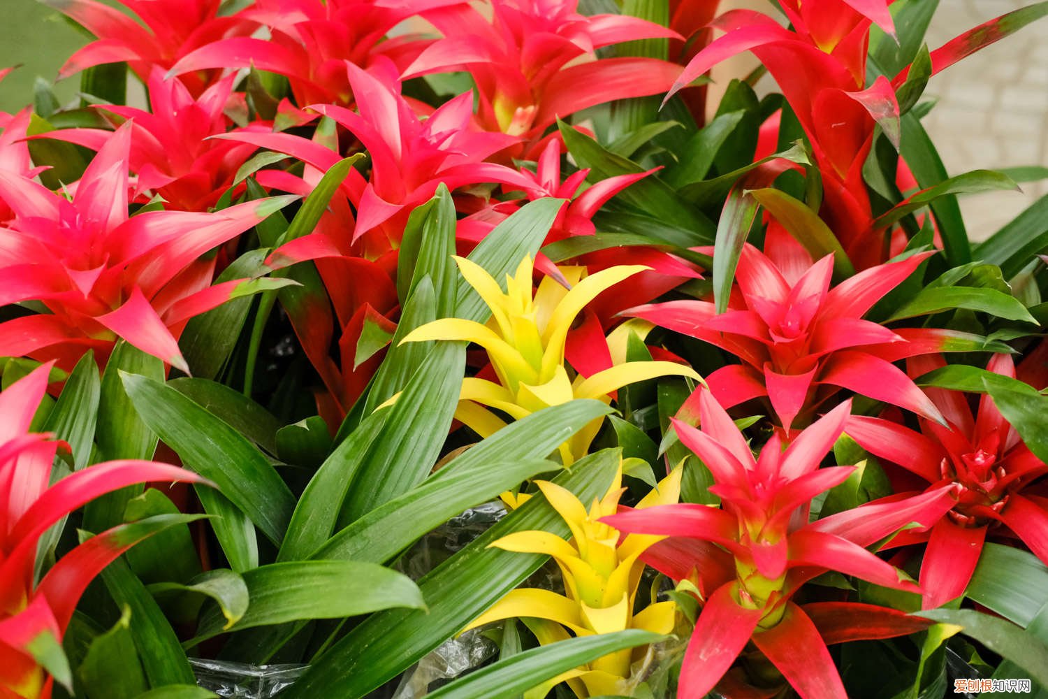 水培的鸿运当头怎么养 鸿运当头怎么养