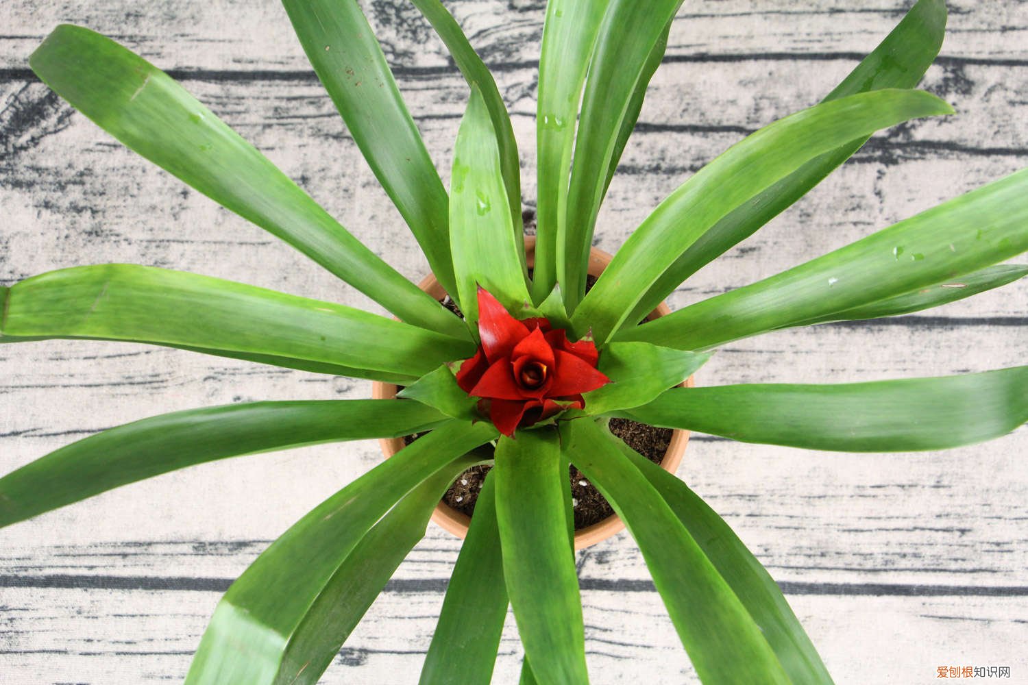 鸿运当头侧芽怎么移植视频 鸿运当头侧芽怎么移植