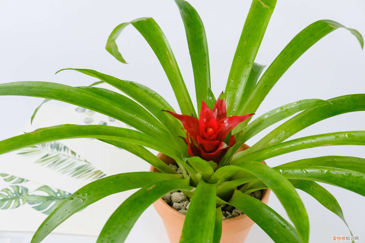 鸿运当头侧芽怎么移植视频 鸿运当头侧芽怎么移植