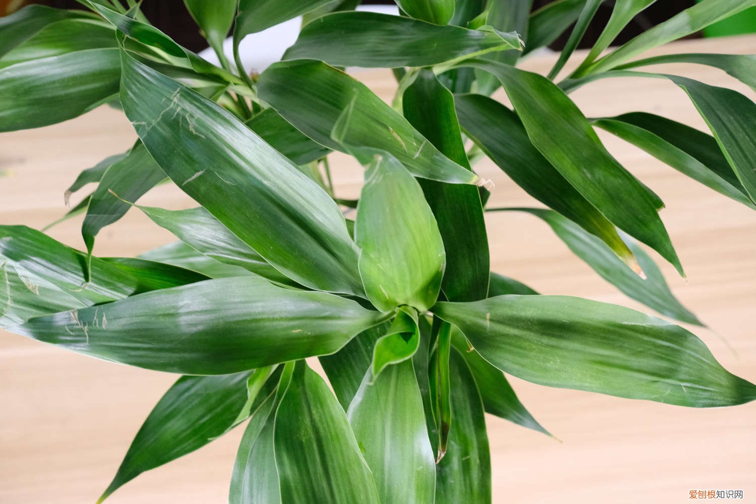 富贵竹怎样用营养液 富贵竹营养液自制方法