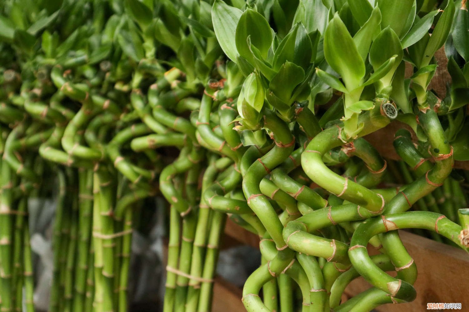 富贵竹怎样生根快且叶子不黄 富贵竹怎样才能生根