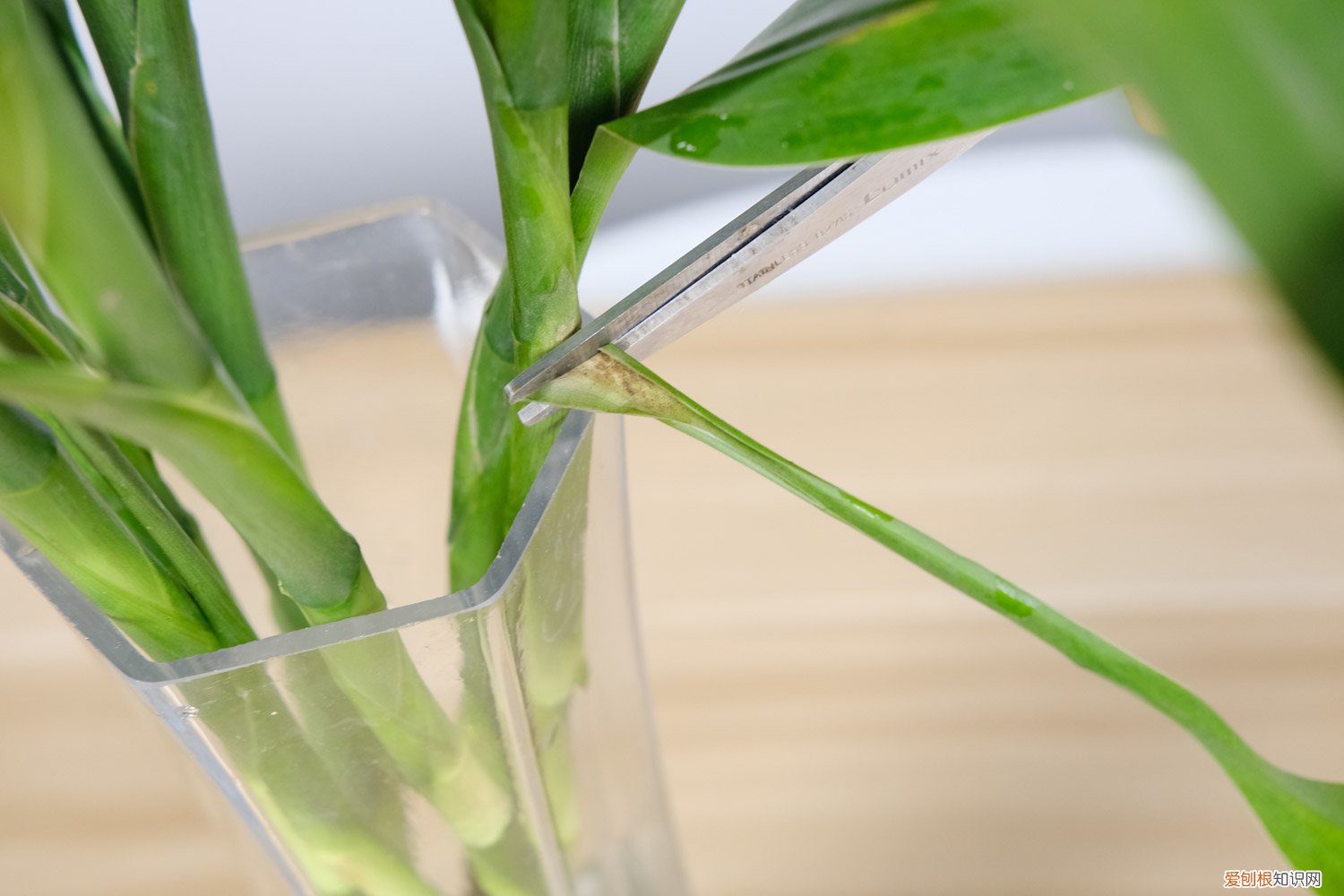 富贵竹怎样生根快且叶子不黄 富贵竹怎样才能生根