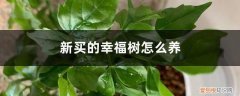 新买的幸福树怎么养好 新买的幸福树怎么养