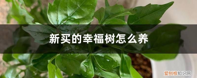 新买的幸福树怎么养好 新买的幸福树怎么养