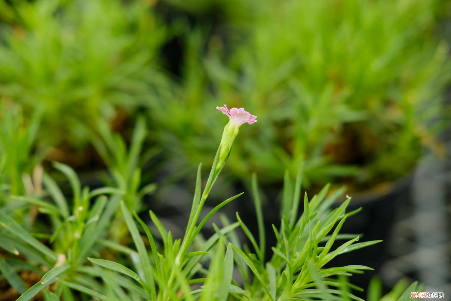 康乃馨买回家怎么养 新买的康乃馨怎么养