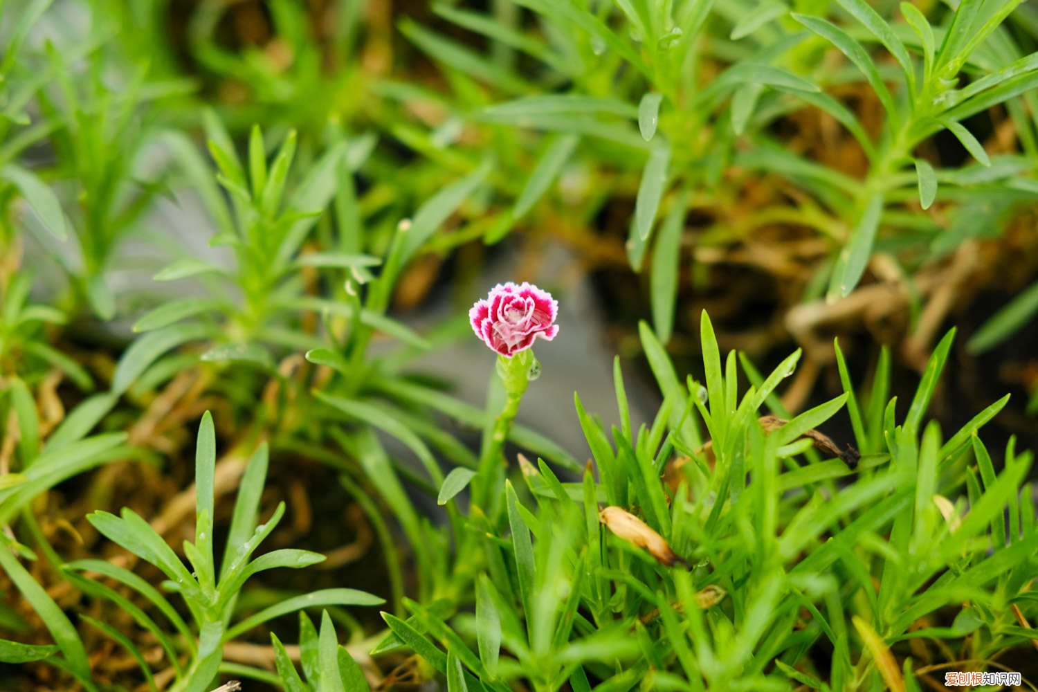 康乃馨买回家怎么养 新买的康乃馨怎么养