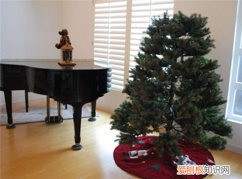 真圣诞树是用什么树 用完的圣诞树去哪了