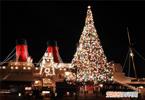 真圣诞树是用什么树 用完的圣诞树去哪了