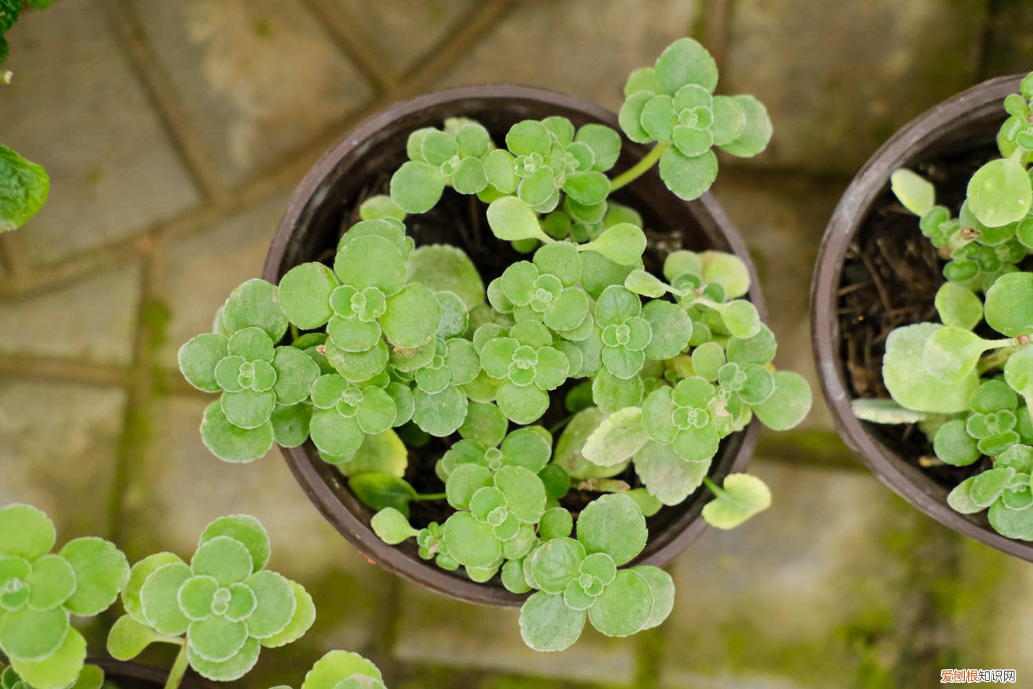 多肉碰碰香怎么养 碰碰香怎么养