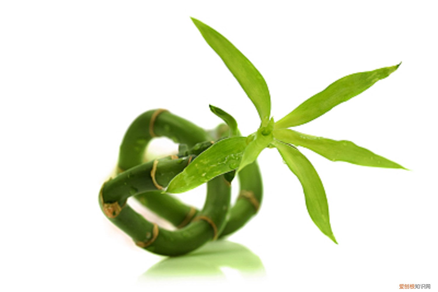 富贵竹如何生根最快 富贵竹如何生根