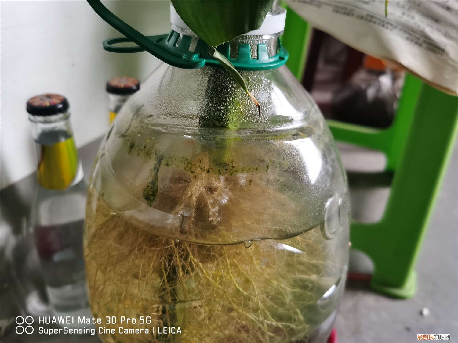 养两瓶富贵竹每瓶放几颗 富贵竹一个瓶子放几根