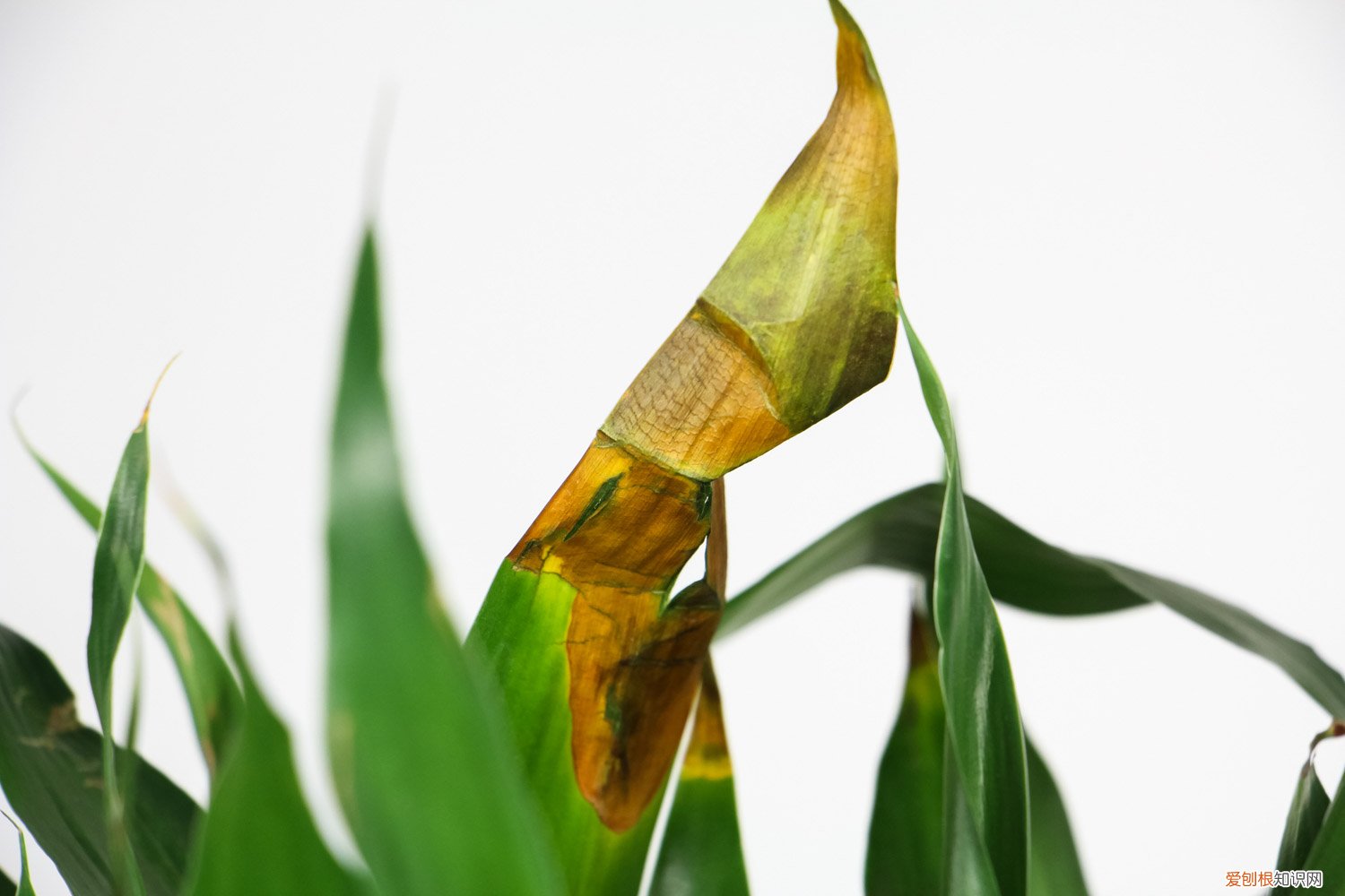 富贵竹怎么浇水合适 富贵竹怎么浇水