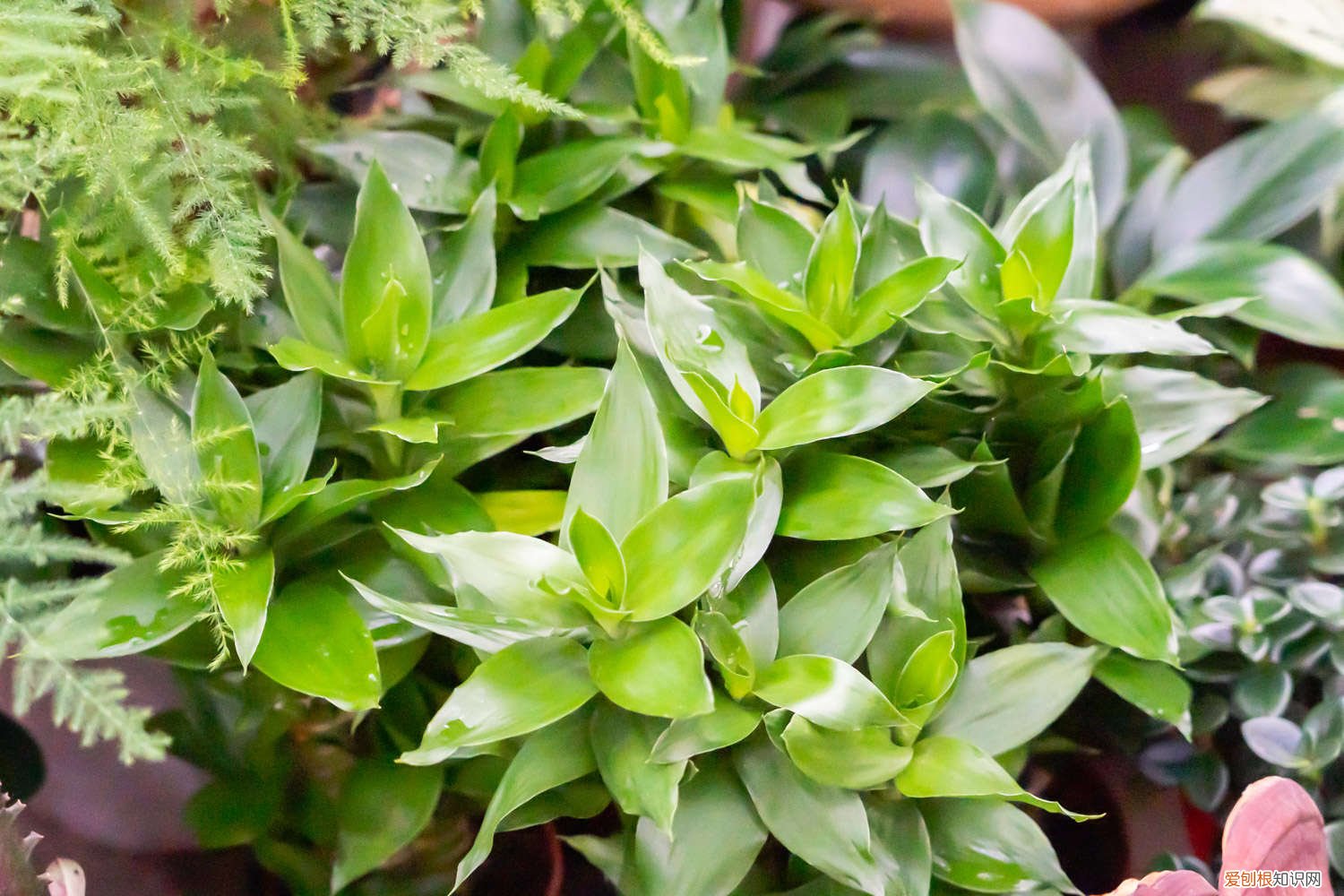 富贵竹怎么浇水合适 富贵竹怎么浇水