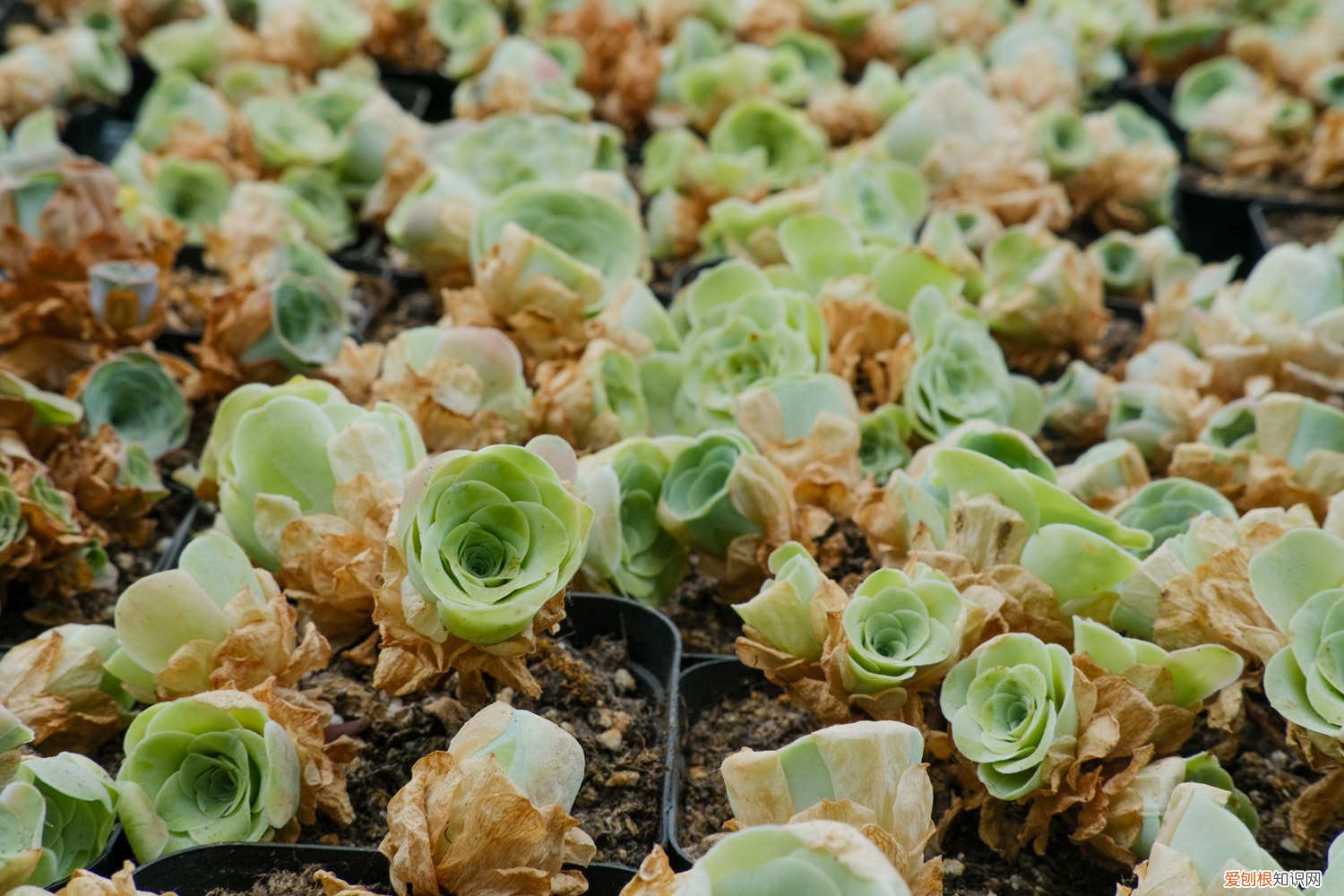 山地玫瑰怎么繁殖方法 山地玫瑰怎么繁殖