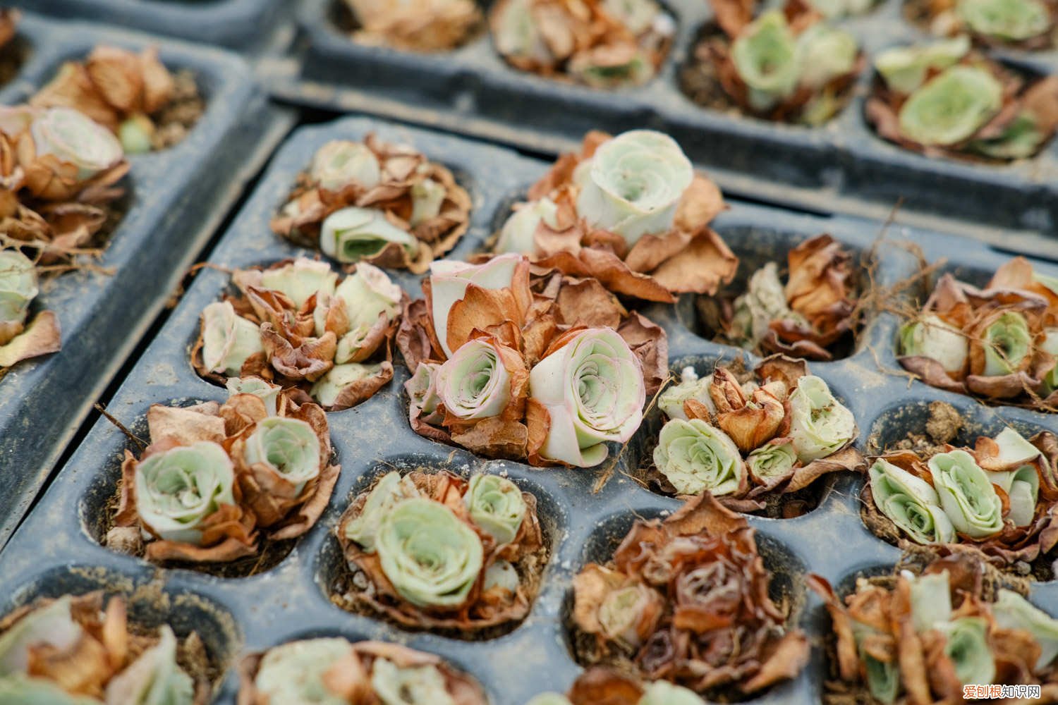 山地玫瑰怎么繁殖方法 山地玫瑰怎么繁殖