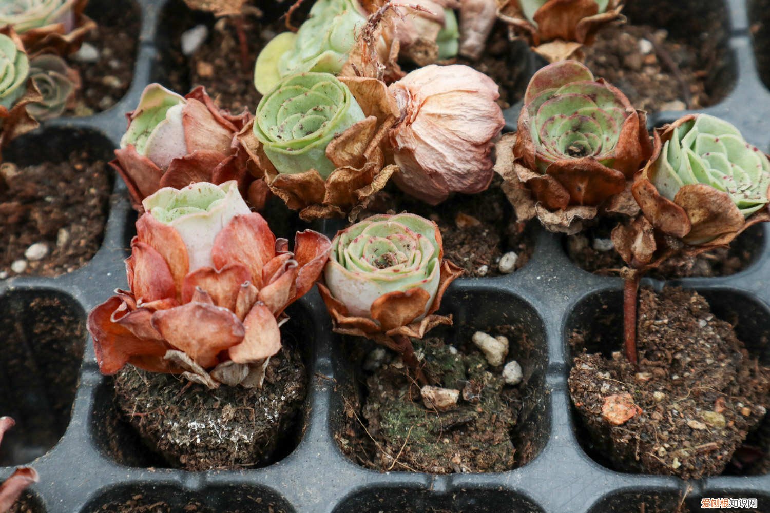 山地玫瑰怎么繁殖方法 山地玫瑰怎么繁殖