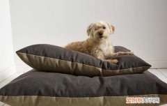 狗狗发高烧40度怎么办 狗狗发高烧要立即就医