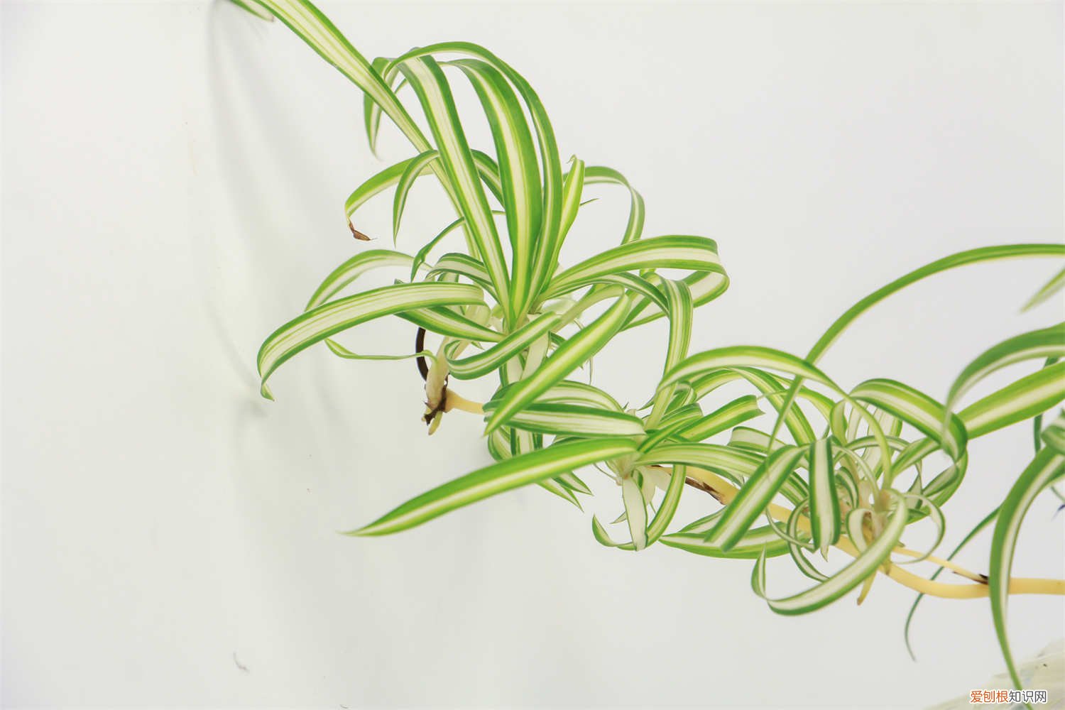 吊兰爆盆了怎么修剪 吊兰怎么爆盆