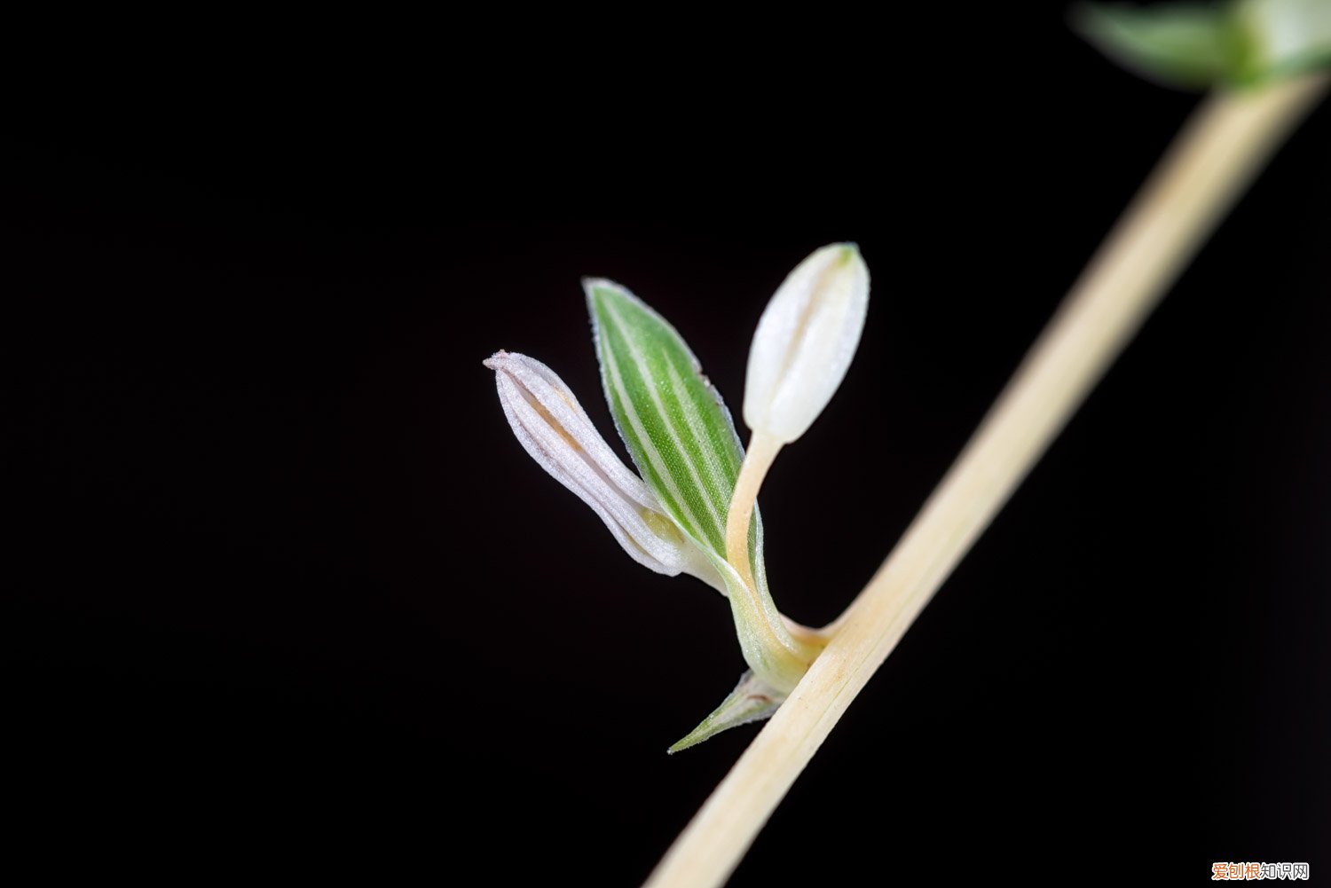 吊兰爆盆了怎么修剪 吊兰怎么爆盆