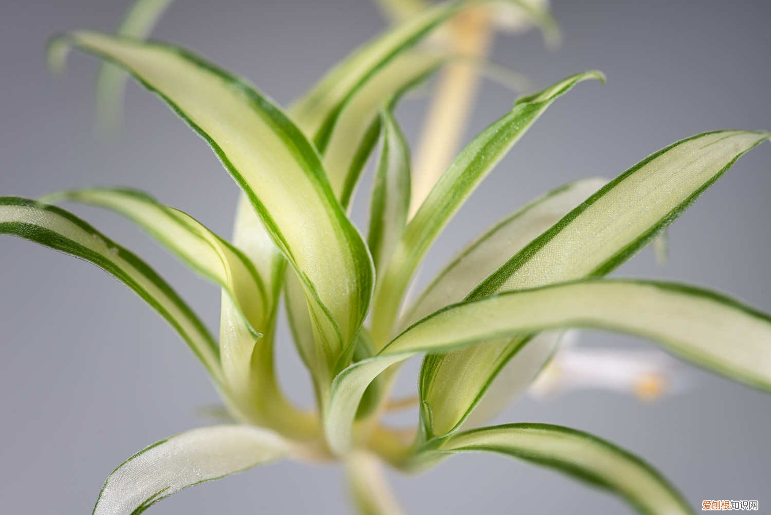 吊兰爆盆了怎么修剪 吊兰怎么爆盆