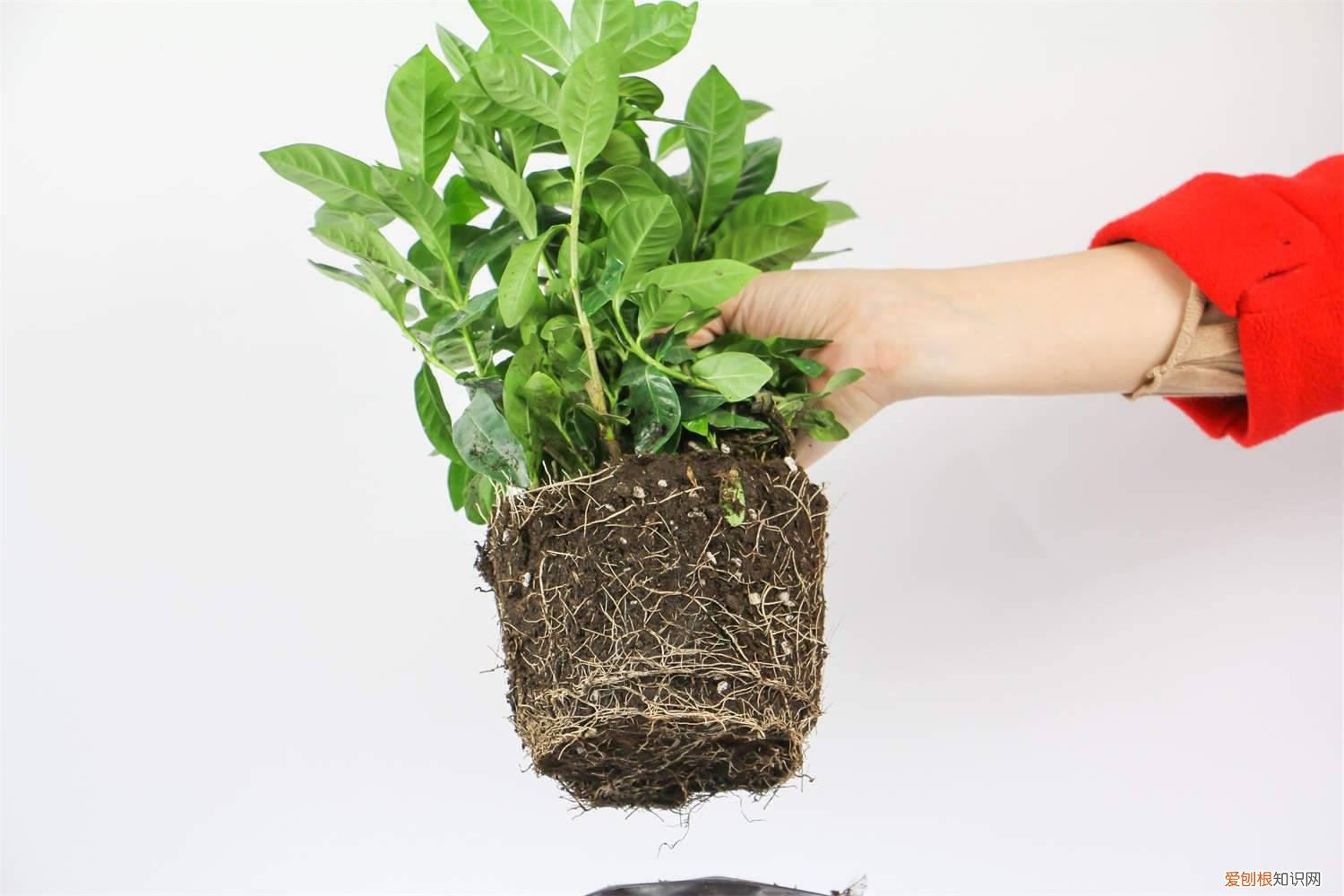 栀子花秋天怎么养好 栀子花秋天怎么养