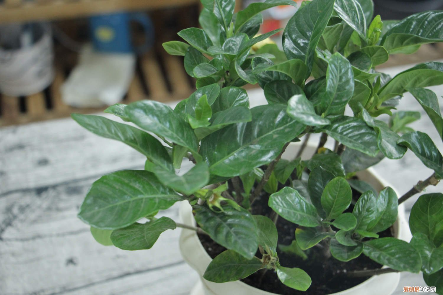 栀子花秋天怎么养好 栀子花秋天怎么养