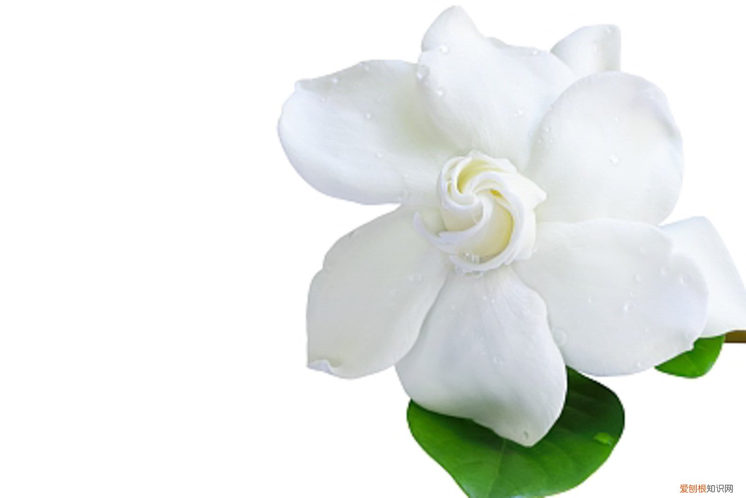 栀子花秋天怎么养好 栀子花秋天怎么养