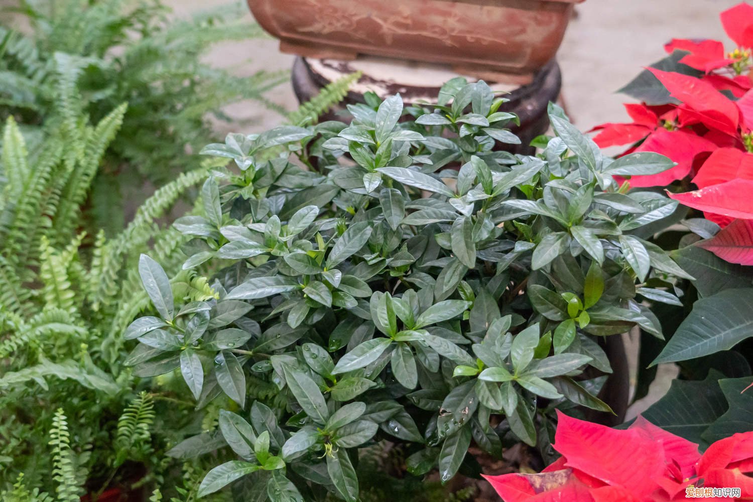 栀子花可以浇淘米水吗 栀子花可以浇淘米水吗