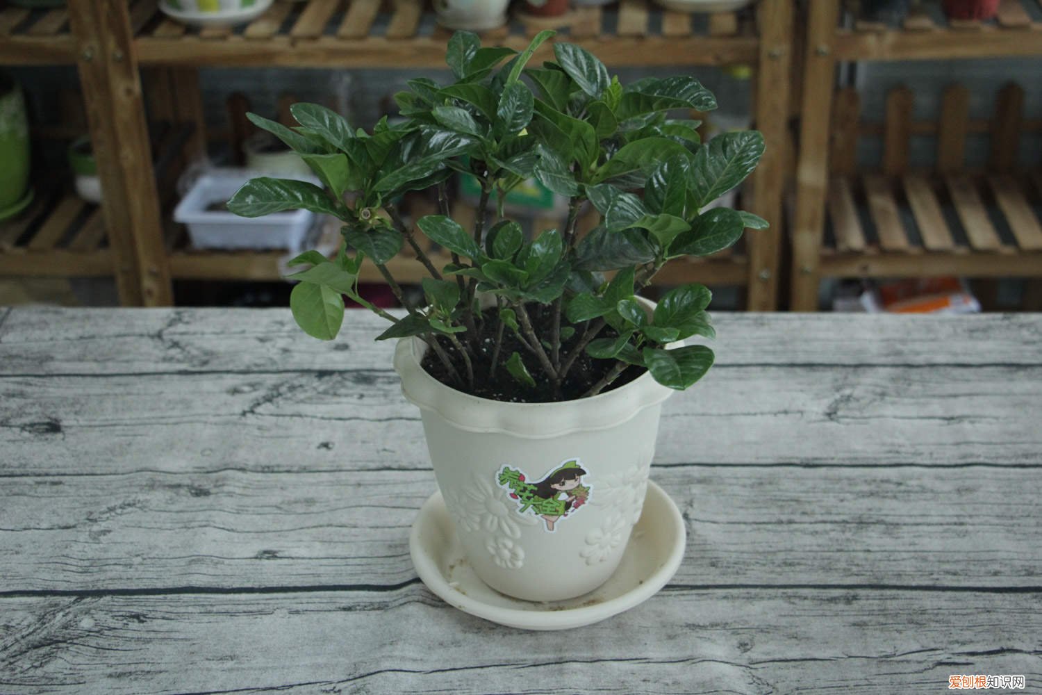 栀子花可以浇淘米水吗 栀子花可以浇淘米水吗