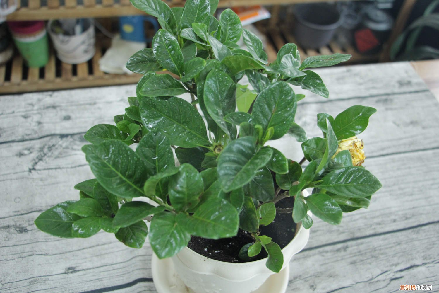 栀子花可以浇淘米水吗 栀子花可以浇淘米水吗