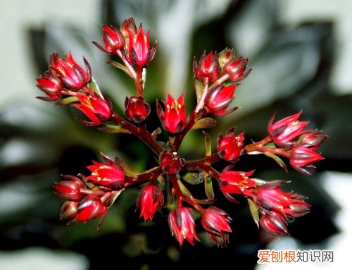 莲花掌和法师的区别 观音莲和莲花掌的区别是什么