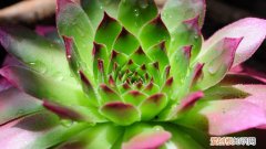 莲花掌和法师的区别 观音莲和莲花掌的区别是什么