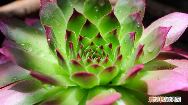 莲花掌和法师的区别 观音莲和莲花掌的区别是什么