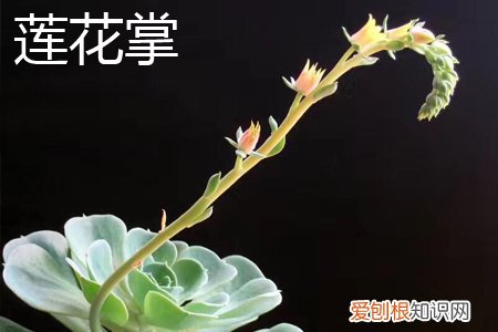 莲花掌和法师的区别 观音莲和莲花掌的区别是什么