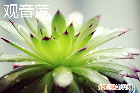 莲花掌和法师的区别 观音莲和莲花掌的区别是什么