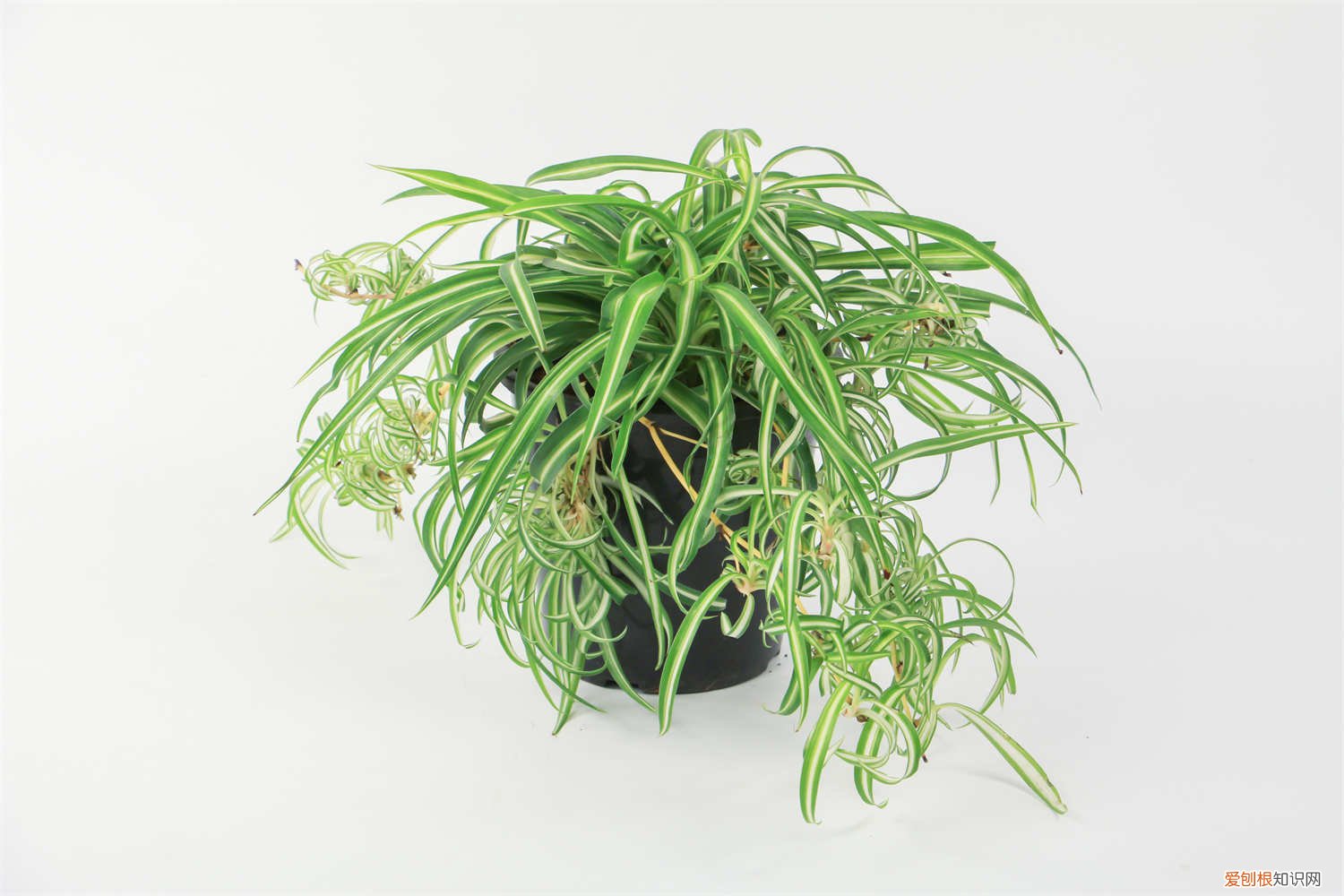 吊兰太长了怎么修剪 吊兰叶子太长怎么修剪