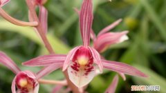 报岁兰怎样养才能开花? 报岁兰是什么花卉