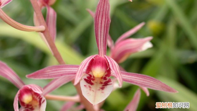 报岁兰怎样养才能开花? 报岁兰是什么花卉