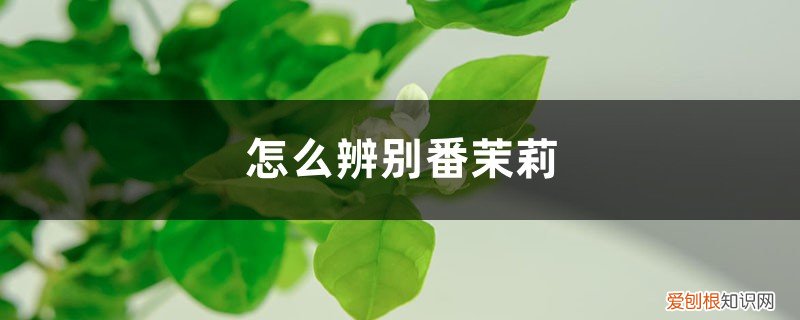怎样辨别茉莉花 怎么辨别番茉莉