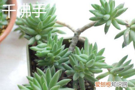 千佛手景天的特性是什么 翡翠景天和千佛手区别